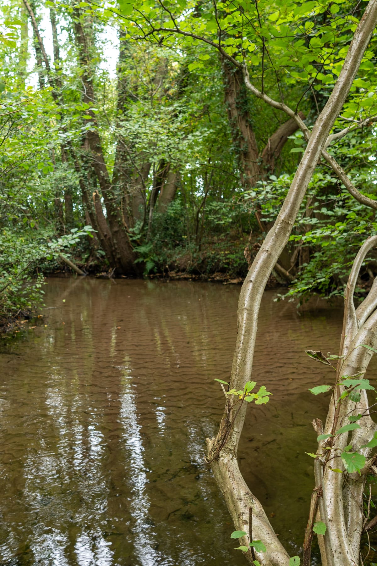 Der Furlbach fließt durch grünen Auwald